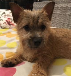 Contrary to misconception, the Norwich Terrier does not belong to the decorative dog breeds, alt ...