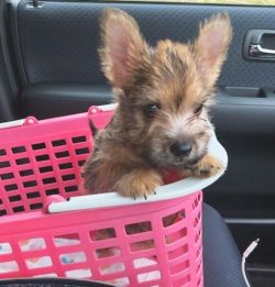 The movement of the Norwich Terrier is characterized by a low stroke and powerful thrust due to  ...