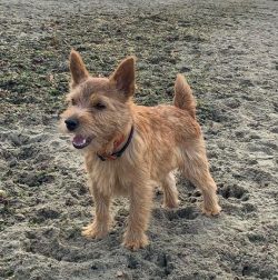 Respect for a terrier is not easy for owners of a gentle character, so the breed is suitable onl ...