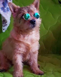 The playful mood of the Norwich Terrier is the main reason why these dogs feel comfortable in fa ...