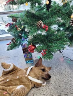 Representatives of the breed do not mind the four-legged neighborhood. Terriers are tolerant of  ...