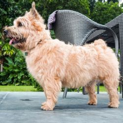 The Norwich Terrier belongs to the breeds with above-average intelligence, so it is quite easy t ...
