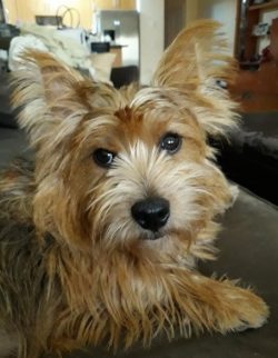 The main problem of Norwich Terriers is the response to the call of the owner if the animal is p ...