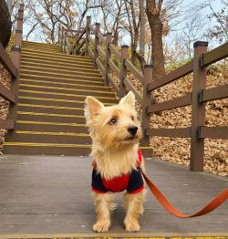 Norwich Terriers often participate in freestyle, agility, and other canine sports. In this case, ...