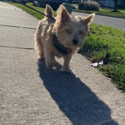Norwich Terriers are considered excellent companions, they are frisky and energetic, they do not ...
