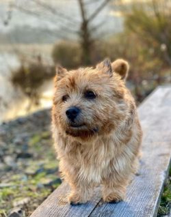 Norwich Terriers are medium-sized, squat, and strong dogs. The maximum height at the withers is  ...