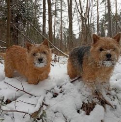 Norwich Terriers have a compact body, strong bones, short developed limbs with rounded paws. The ...