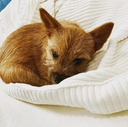 The Norwich Terrier is a born hunter with a fearless heart, and its diminutive size should not m ...