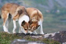 These dogs have six toes on each paw, which makes it easier for them to move around the rocks. A ...