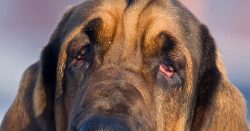 Bloodhounds are imperturbable kind-hearted and first-class detectives who will get out of the gr ...