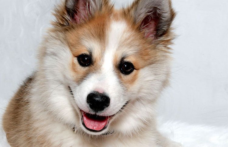 Lundehund is an obedient student, although he requires attentiveness and perseverance from the o ...