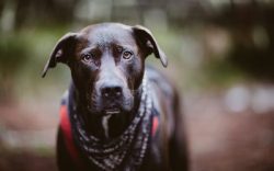 The individual’s character is mild, she learns well. This breed obeys its man, fulfills al ...