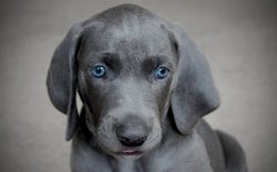 Blue Lacy is a very energetic and active dog who loves action games and physical activity. Games ...