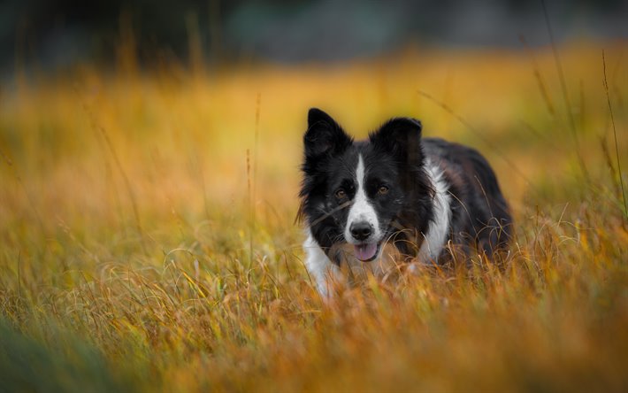 Border Collies are true champions of challenging agility and fitness teams. They often win in th ...
