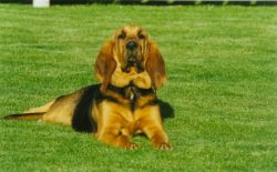 The Bloodhound is not only an excellent hunting and service dog but also an excellent companion. ...