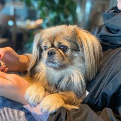 The Tibetan Spaniel is a very ancient breed. The exact information about the origin of these dec ...
