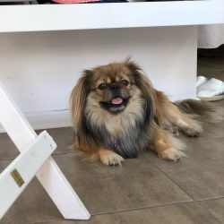 It is believed that the Tibetan spaniel and the pug became the progenitors of the Pekingese.