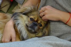 According to some sources, the ancestors of the breed are Shih Tzu and Pekingese. Others say Tib ...