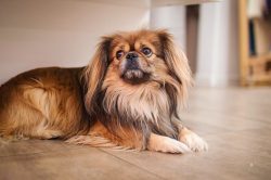 Dogs are energetic and cheerful. They will love every member of the family and will remain faith ...