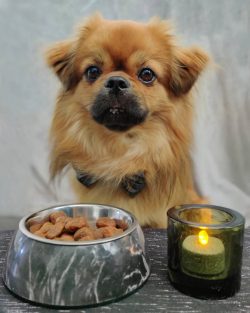 It is worth noting that the Tibetan Spaniel is completely devoid of aggression. He will not both ...