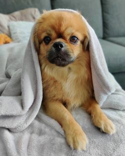 The character of this dog is a little headstrong. Owners should remember that dogs need to have  ...