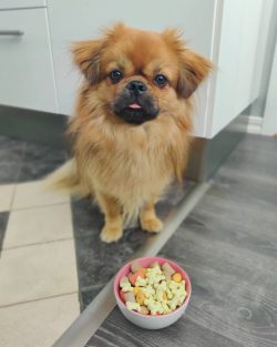 The Tibetan Spaniel is not a very big dog. Despite this, he is a wonderful guard. The dog is ver ...