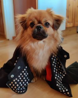 The spaniel has a well-developed intellect and, with proper education, will understand the owner ...