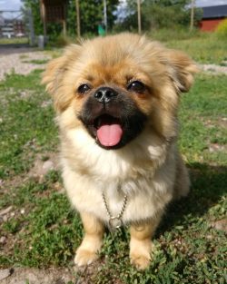 Although these dogs belong to the decorative category, they were created not only to decorate yo ...