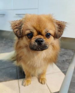 If you want to make a loyal friend, then the representatives of this breed are perfect for this  ...