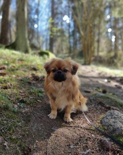 If you treat the dog with love and respect, he will reciprocate and become a reliable family fri ...