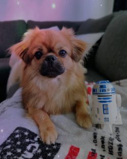 Do not limit the free space of the pet and allow him to be independent at times.