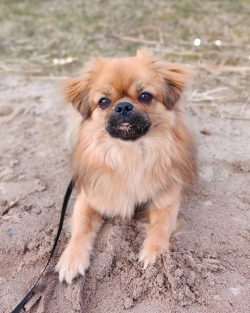 Tibetan spaniels are great for keeping in an apartment. However, this does not mean that they ca ...