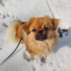 Dogs are very active, so they need to throw out their energy.
 