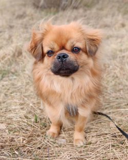 To make the Tibetan Spaniel feel comfortable, it must be taken outside 1-2 times every day.