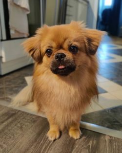 Dog breeders do not recommend letting the pet off the leash, as he likes to show himself as a pr ...