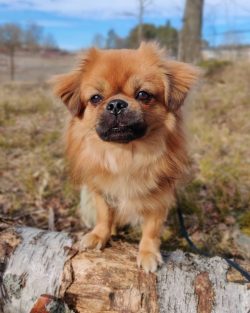 The Tibetan Spaniel should not eat fatty, smoked food. Sweets and pasta, flour, potatoes, starch ...