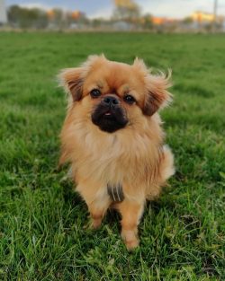 Do not forget about routine vaccinations and visits to the veterinarian 1-2 times a year. Then y ...