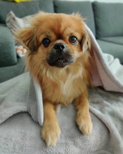 The average life span of these dogs is 12-14 years.