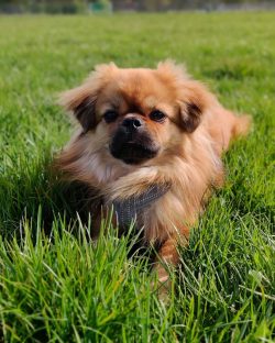 Tibetan spaniel are pretty smart dogs and have ways to master any command – both complex a ...