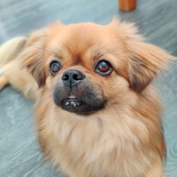 To make the coat look well-groomed, it needs to be brushed at least once a week, and once a mont ...