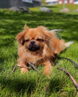 Choosing the right nutrition for your Tibby is also important. Dogs are prone to developing food ...