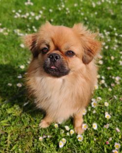 The Tibetan Spaniel living in the city often grinds its claws on the asphalt. But if you live ou ...