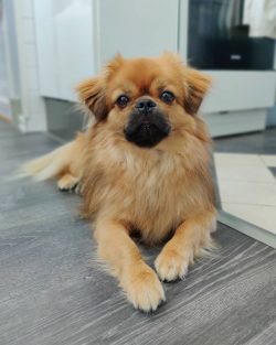 Check your dog’s ears at least once a week. And remove the accumulated sulfur with dry cot ...