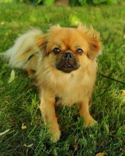 When the Tibetan Spaniel feels that it is being treated as an equal, it will be an obedient student.