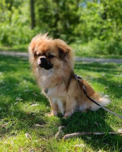 The history of Tibetan spaniel can be traced back almost two thousand years ago.