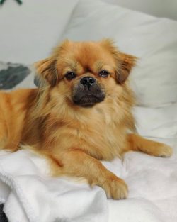 The Tibetan Spaniel is a small, active dog with long hair that is close to the body.