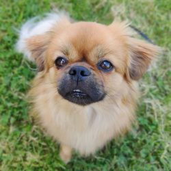 The Tibetan Spaniel has a very thick and long coat, which requires the closest attention from th ...