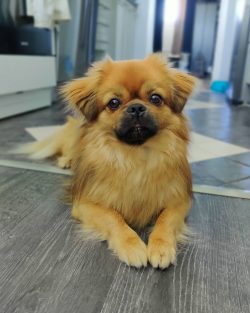 True, the Tibetan Spaniel does not tolerate loneliness. In the absence of people, the dog’ ...