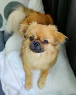 A cheerful and energetic disposition will allow the tobby to win the hearts of all family member ...