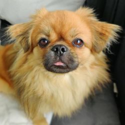 These dogs are endowed with excellent intelligence. Very loyal and very trainable.